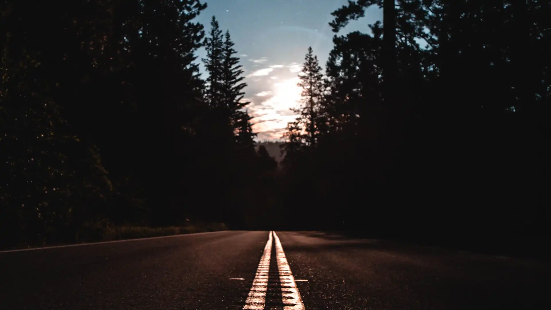 Road surface technology – asphalt road surrounded by trees